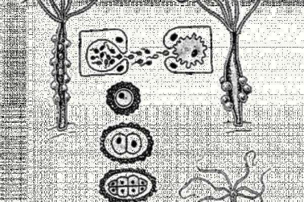 Kraken 12