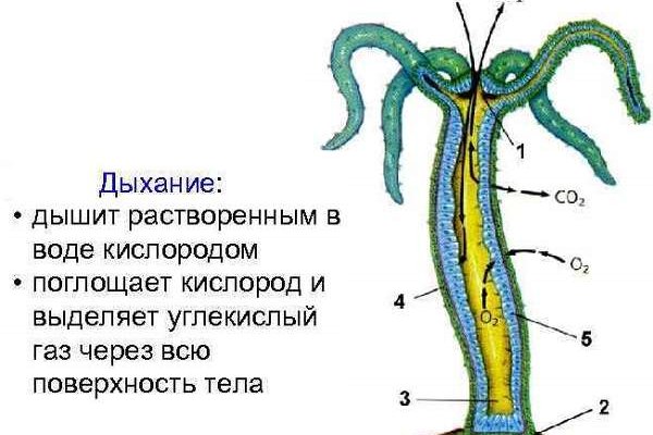 Где найти рабочую ссылку на кракен