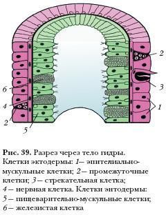 Kra45.at