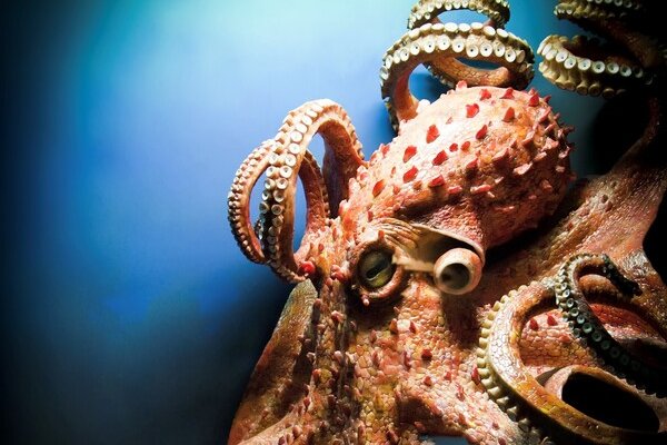 Kraken darknet marketplace
